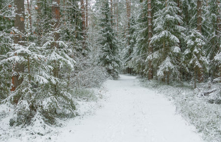 Photo of a beautiful winter forest with fresh white snowの写真素材