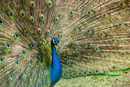 bright peacock with loose feathers close-upの写真素材