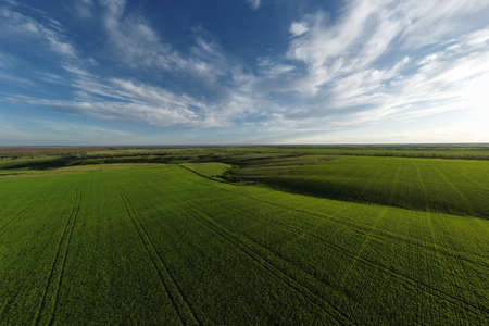 landscape of green wheat field and blue sky with cloudsの写真素材