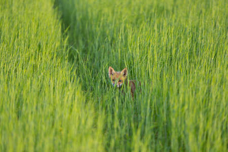 little fox in a field of winter wheatの写真素材