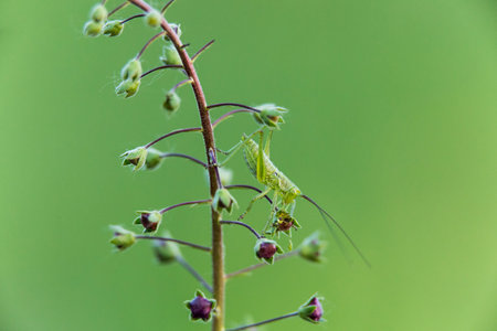 green grasshopper on a sprig of grass