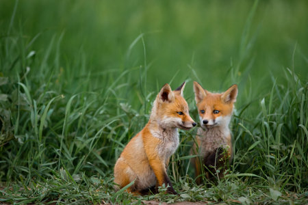 Two red foxes against the green grassの写真素材