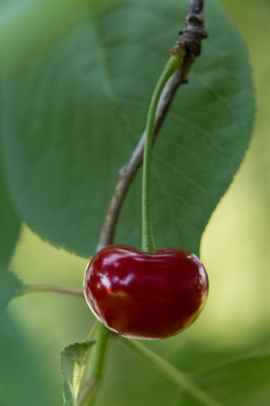ripe red cherry hanging on a tree