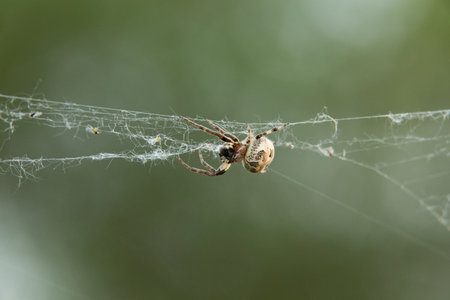a large spider weaves a web