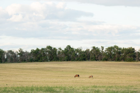 Horses graze in an open fieldの写真素材