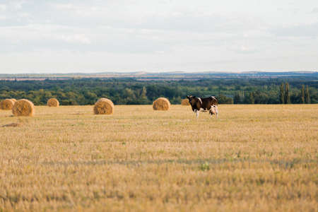 a black and white-spotted cow in a field among haystacksの写真素材