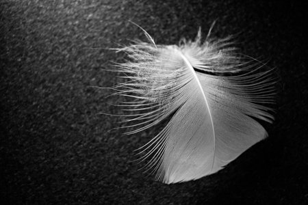 white fluffy feather on a black backgroundの写真素材