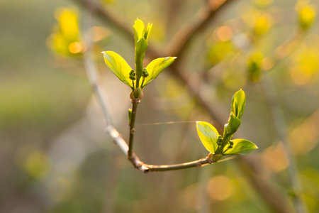 the first spring green leaves on the treeの写真素材
