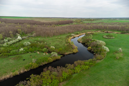 a herd of cows in a meadow near the riverbankの写真素材