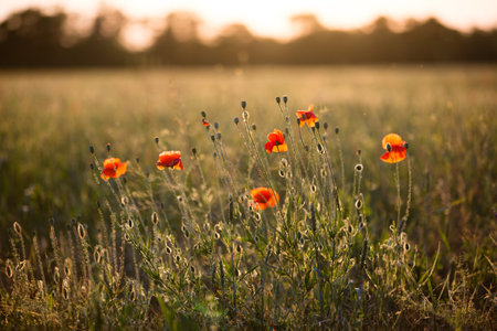 a field with poppy flowers at sunsetの写真素材