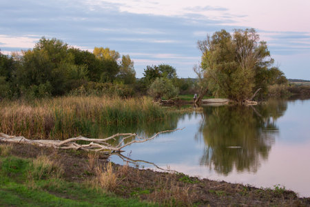 landscape dry wood on the banks of the river