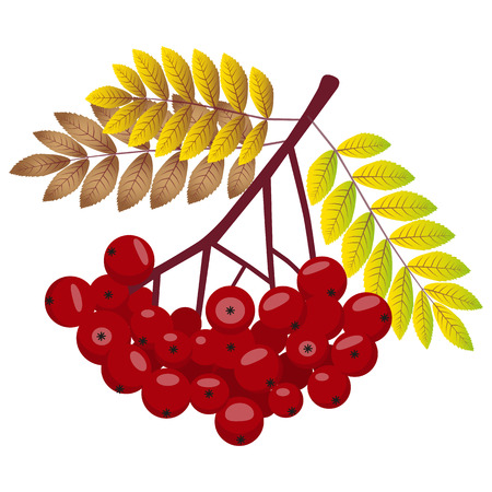 Rowan Bunch, Rowan Berries, Rowan Vector. Rowan Isolated on White Background. Bunch of Juicy Rowan Berries.のイラスト素材