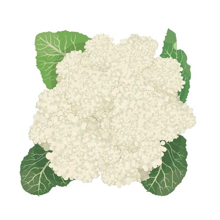 Cauliflower isolated on white backgroundのイラスト素材