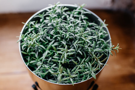 green plant in a metal pot. View from above