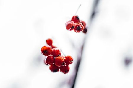 Red clusters of rowan berries. The berries are frozen