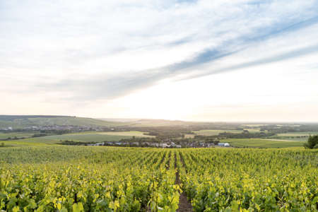 Early summer in Champagne, Franceの写真素材