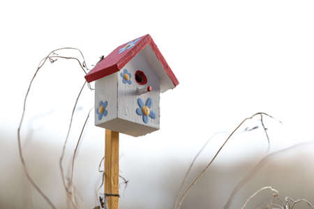 Narcisses and happy birdhouse in spring, Luxembourgの写真素材