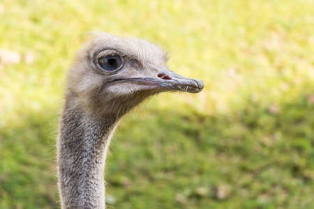 Amneville Zoo, Septemberの写真素材