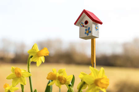 Narcisses and happy birdhouse in spring, Luxembourgの写真素材