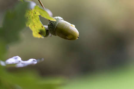 Golden sunny autumn in Luxembourgの写真素材