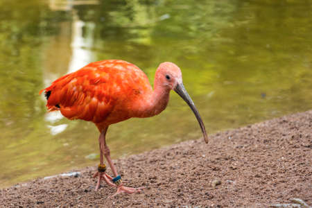 Amneville Zoo, Septemberの写真素材