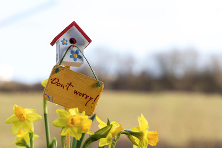 Narcisses and happy birdhouse in spring, Luxembourgの写真素材