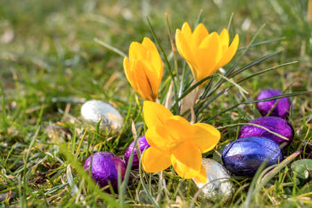 Spring Easter eggs Crocus flowers in the sunの写真素材