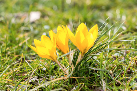 Spring Easter eggs Crocus flowers in the sun