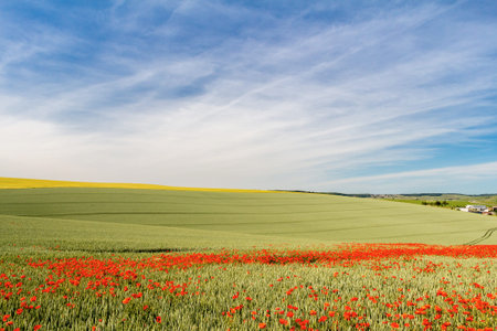 Early summer in Champagne, Franceの写真素材