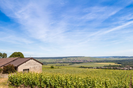 Early summer in Champagne, Franceの写真素材