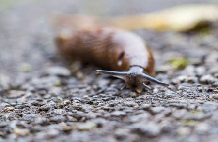 Golden sunny autumn in Luxembourgの写真素材