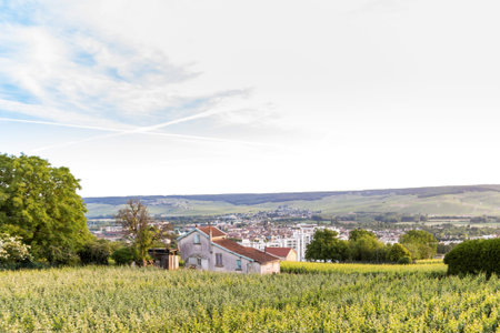 Early summer in Champagne, Franceの写真素材