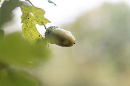 Golden sunny autumn in Luxembourgの写真素材