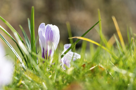 Spring fresh violet Crocus, Luxembourg