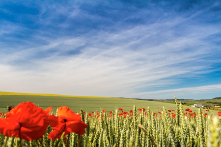 Early summer in Champagne, Franceの写真素材