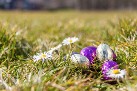 Easter eggs in grass, sunny weatherの写真素材