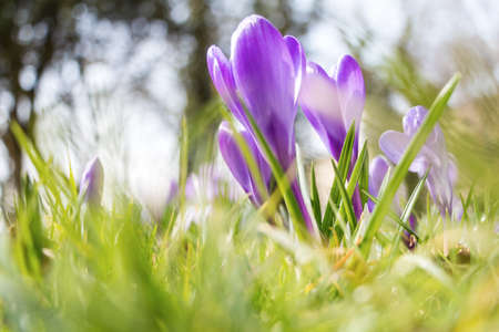 Spring fresh violet Crocus, Luxembourgの写真素材
