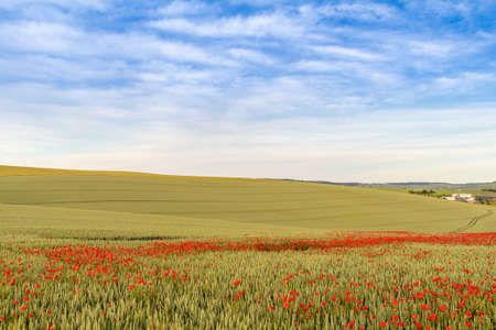 Early summer in Champagne, Franceの写真素材