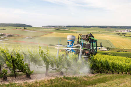 Early summer in Champagne, Franceの写真素材