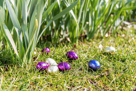 Easter eggs in grass, sunny weatherの写真素材