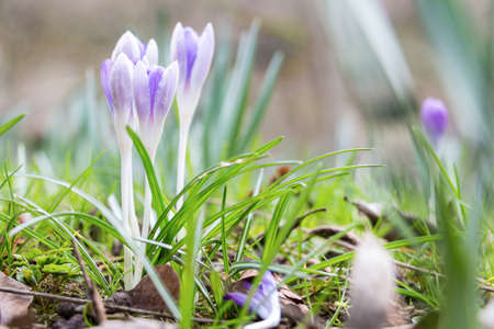 Spring fresh violet Crocus, Luxembourgの写真素材