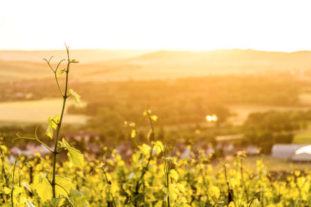 Early summer in Champagne, Franceの写真素材