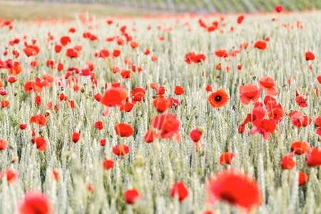 Early summer in Champagne, Franceの写真素材