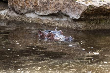 Amneville Zoo, Septemberの写真素材
