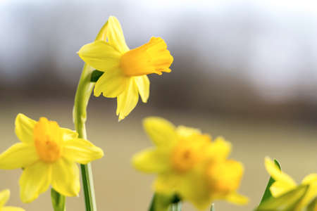 Narcisses and happy birdhouse in spring, Luxembourgの写真素材