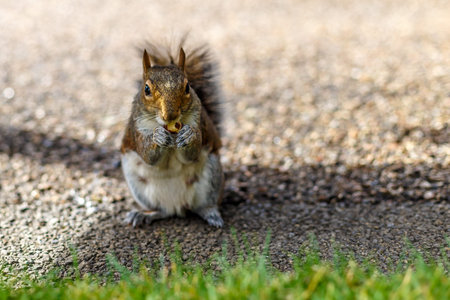 Squirrel eating nut in autumnの写真素材
