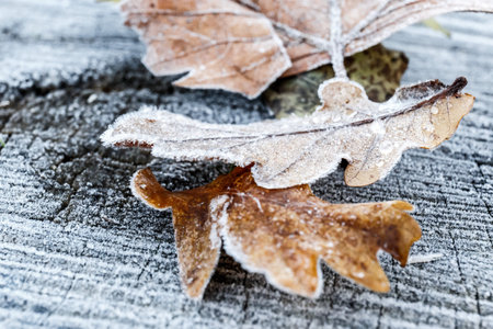 Frozen leave in park, Londonの写真素材