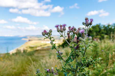 Isle of Wight in summer, England, UKの写真素材