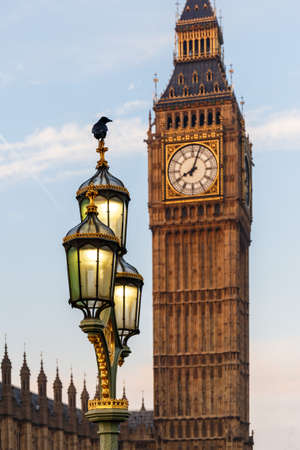 Raven on lampost at Houses of Parliament in early winter morning, Londonの写真素材