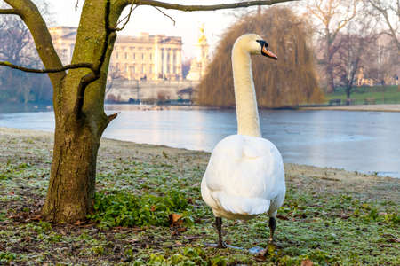 Birds in early winter morning in St James's park, Londonの写真素材